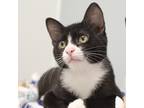 Adopt Spumoni a All Black Domestic Shorthair / Domestic Shorthair / Mixed cat in