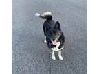 Adopt Mia a Black Akita / Mixed dog in Syracuse, NY (38821688)