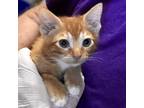 Adopt Effie a Orange or Red Domestic Shorthair / Domestic Shorthair / Mixed cat