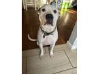 Adopt Hercules a White - with Brown or Chocolate Staffordshire Bull Terrier /