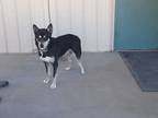 Adopt Jack a German Shepherd Dog dog in Challis, ID (38582661)