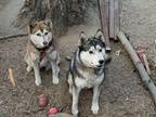 Adopt Floki a Black - with Gray or Silver Husky / Alaskan Malamute / Mixed dog