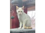 Adopt Shop or Barn Cat Luxe a Domestic Shorthair / Mixed (short coat) cat in