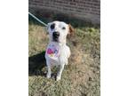 Adopt Arabella a Tricolor (Tan/Brown & Black & White) Hound (Unknown Type) dog