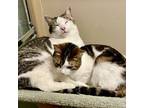 Adopt Glenda a Brown Tabby Domestic Mediumhair cat in Knoxville, TN (38406080)