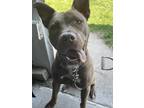 Adopt Bella a Brown/Chocolate American Pit Bull Terrier / Mixed dog in Rosholt