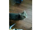 Adopt Anchovy a Brown Tabby Domestic Shorthair / Mixed (short coat) cat in