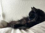 Adopt Chewie a Black (Mostly) Domestic Mediumhair / Mixed (medium coat) cat in