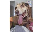 Adopt Rusty a Beagle dog in Windsor, CO (38687088)
