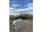 Adopt Jimothy a White - with Tan, Yellow or Fawn Great Pyrenees / Labrador