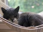 Adopt Precious a Gray or Blue American Shorthair / Mixed (short coat) cat in