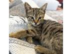 Adopt Hollyhock 21 a Brown or Chocolate Domestic Shorthair / Mixed cat in