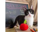 Adopt Professor a All Black Domestic Shorthair / Mixed cat in Morgan Hill