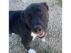 Adopt Jack a Black Labrador Retriever / Mixed Breed (Medium) dog in Frankfort