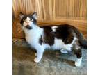 Adopt Journey a Domestic Mediumhair cat in Knoxville, TN (38582994)