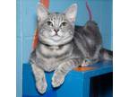 Adopt Dominic a Gray or Blue Domestic Shorthair / Mixed cat in Evansville
