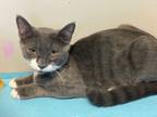 Adopt Austin a Domestic Shorthair / Mixed (short coat) cat in Glenfield