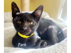 Adopt Perk 7866 a All Black Domestic Shorthair / Mixed cat in Dallas