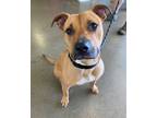 Adopt Bradley a American Pit Bull Terrier / Mixed dog in Hyde Park