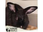 Adopt MILKY WAY a Grey/Silver Other/Unknown / Mixed (long coat) rabbit in