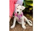 Adopt Noelle Cheshire a White American Pit Bull Terrier / Mixed Breed (Medium) /