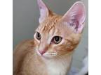 Adopt Cheddar Bae a Orange or Red Domestic Shorthair / Mixed cat in Huntsville