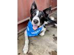 Adopt Kody a Black - with White Border Collie / Mixed dog in Troy, IL (38783024)