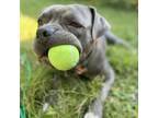 Adopt Smoke Show a Gray/Silver/Salt & Pepper - with Black Pit Bull Terrier /