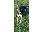 Adopt Phoebe a Shepherd (Unknown Type) / Mixed dog in Bloomington, IN (38864230)