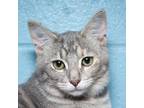 Adopt Dana a Tortoiseshell Domestic Shorthair / Mixed cat in Evansville
