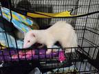 Adopt Tiffany-Amber (fostered in Papillion) a Ferret small animal in Papillion