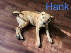 Adopt Hank a Tan/Yellow/Fawn - with White Labrador Retriever dog in Garner