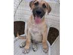 Adopt Jake "Luciano" Song a Tan/Yellow/Fawn Labrador Retriever dog in