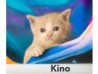 Adopt Kino a Domestic Shorthair / Mixed (short coat) cat in El Dorado