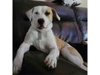 Adopt Bella a White - with Tan, Yellow or Fawn Labrador Retriever / Pit Bull
