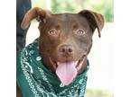 Adopt Gunner a American Pit Bull Terrier / Labrador Retriever / Mixed dog in