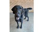 Adopt Wiz a Black Retriever (Unknown Type) / Mixed dog in Baton Rouge