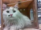 Adopt NENA a Calico or Dilute Calico Domestic Longhair / Mixed (long coat) cat