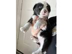 Adopt ALASKA a Black - with White Husky / Mixed dog in San Antonio