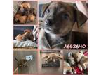 Adopt HAZEL a Brown/Chocolate Terrier (Unknown Type, Medium) / Mixed dog in San
