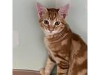 Adopt Solas a Orange or Red Domestic Shorthair / Mixed cat in Priest River