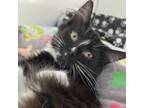 Adopt Artichoke a All Black Domestic Mediumhair / Mixed cat in Kanab