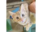Adopt Ginny a Tiger Striped American Shorthair (short coat) cat in Merced