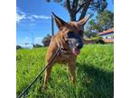 Adopt Brownie - Chino Hills Location a Brown/Chocolate Cattle Dog / Mixed dog in