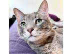 Adopt Shrimp a Gray or Blue Domestic Shorthair / Mixed cat in Costa Mesa