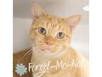 Adopt Misty (Bonded with Mindy) a Orange or Red Domestic Shorthair / Domestic