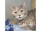 Adopt Mindy (Bonded with Misty) a Gray or Blue Domestic Shorthair / Domestic