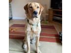 Adopt Santi a Tan/Yellow/Fawn Labrador Retriever / Mixed dog in Crookston