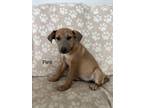 Adopt Flick a Tan/Yellow/Fawn German Shepherd Dog dog in Castle Rock