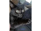 Adopt Louis a Domestic Shorthair / Mixed cat in Lorain, OH (38584662)